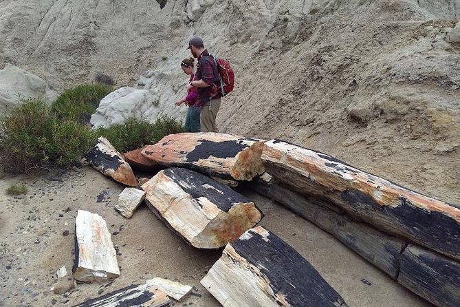 La Lioness Petrified Forest - Walking among petrified logs and fossil bones