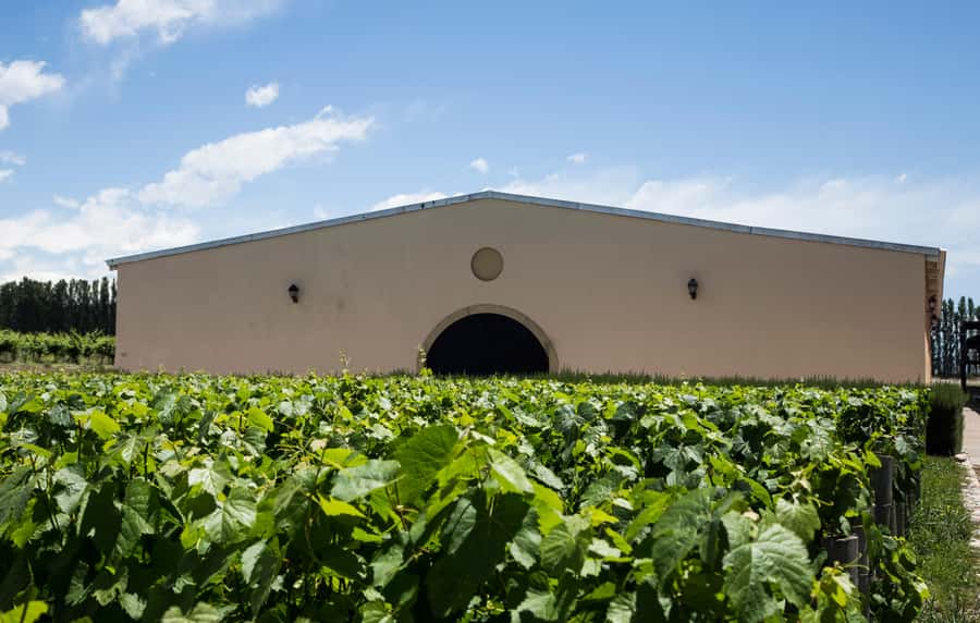 Luxury Wine Tasting in Uco Valley/ Boutique Wineries & Asado - Finca Adelma and the high-altitude Grand Malbec