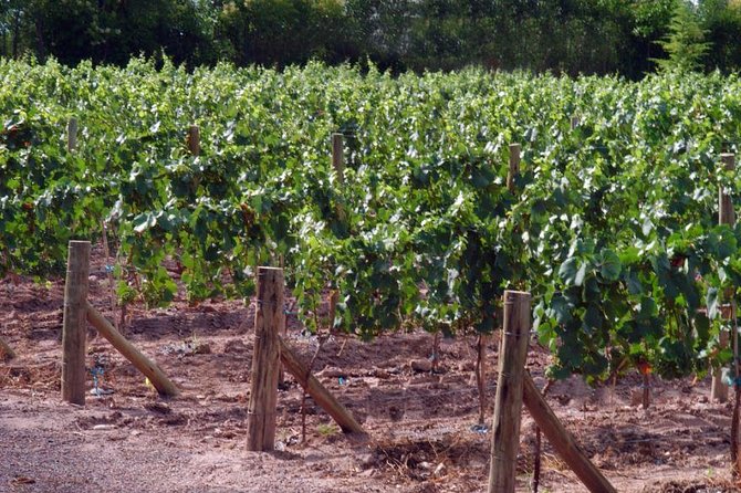 Malbec Experience in Bodega Tierras Altas - Why Tierras Altas makes a good first winery stop