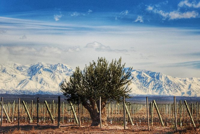 Malbec & Mountain Uco Valley Private Wine Tour with Gourmet Lunch - Seeing the Uco Valley at Its Best