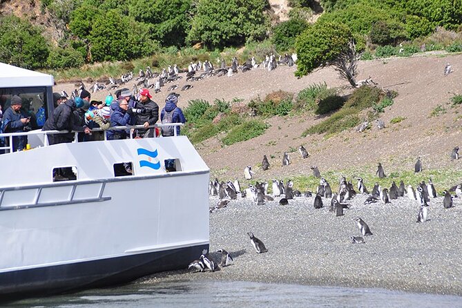 Martillo Island: Boat Trip to the Penguin Colony & Beagle Channel - Key points to know before booking