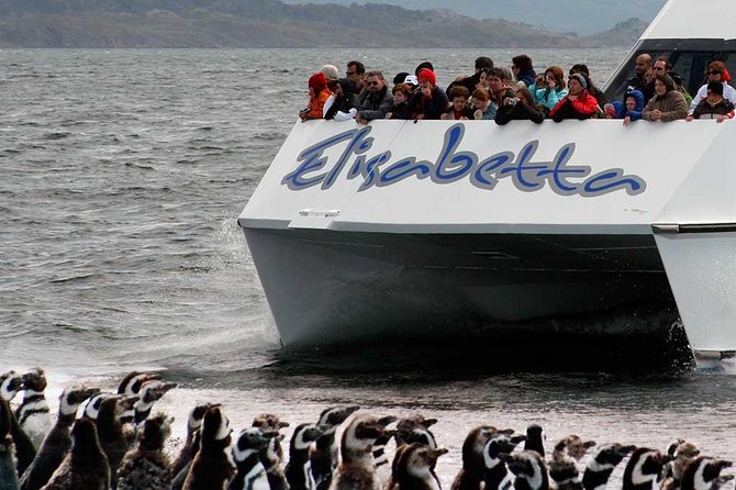 Martillo Island: Boat Trip to the Penguin Colony & Beagle Channel - The return journey can be the hardest part