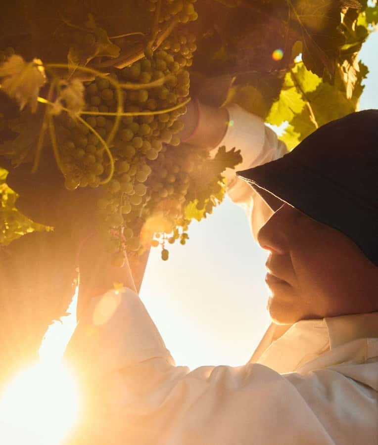 Mendoza Essentials - 3 Days All Inclusive Experiences - Day One: Chandon and Luigi Bosca
