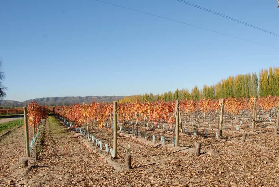 Mendoza: Full Day Wine Tour with 3 Course Lunch - Key points to know before booking