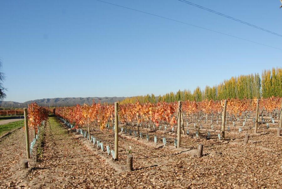 Mendoza: Full Day Wine Tour with 3 Course Lunch - Who will enjoy this day most
