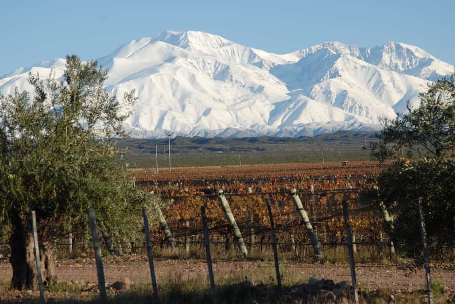 Mendoza: Full Day Wine Tour with 3 Course Lunch - Picking between Maipú, Luján de Cuyo, and Valle de Uco