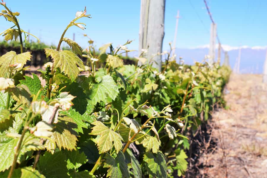 Mendoza: Half-Day Wine Tour with Tastings - The olive oil factory adds a welcome change of pace