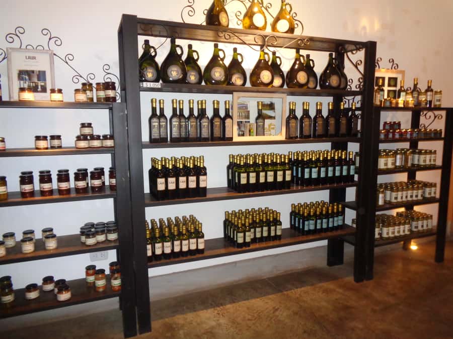 Mendoza: Half-Day Wine Tour with Tastings - The first bodega: start with the wine-making basics