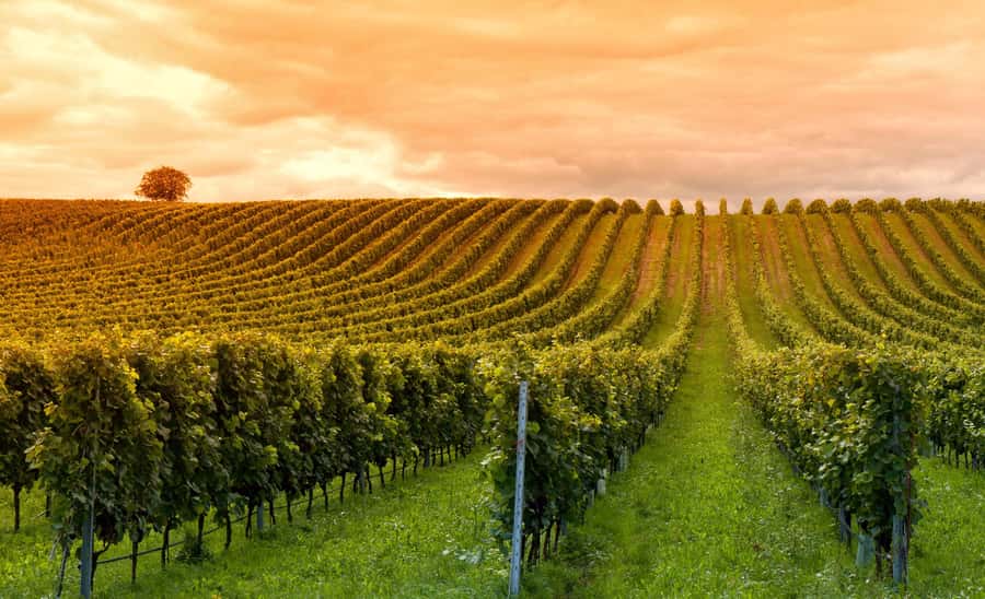 Mendoza: Small-Group Wineries Tour with Tasting and Lunch - Key points to know before you book