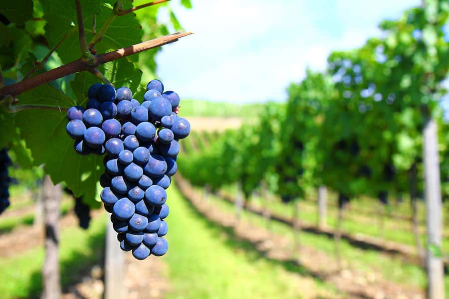 Mendoza: Small-Group Wineries Tour with Tasting and Lunch - The olive grove gives the afternoon a welcome change