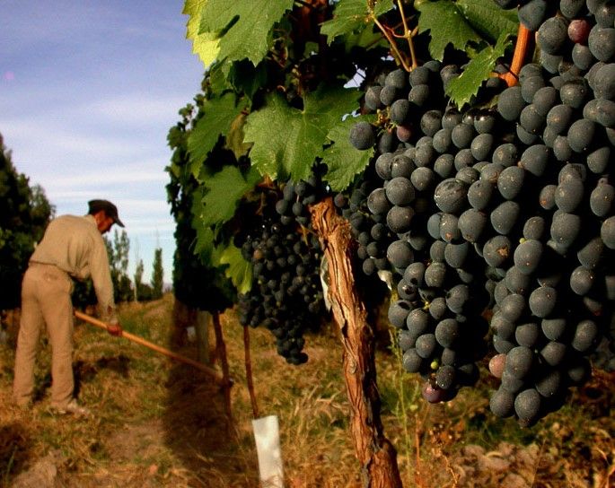 Mendoza: Small-Group Wineries Tour with Tasting and Lunch - Does $539 deliver fair value?