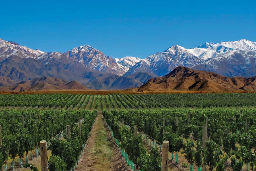 Mendoza: Small-Group Wineries Tour with Tasting and Lunch - Setting out from central Mendoza around 2:30 pm