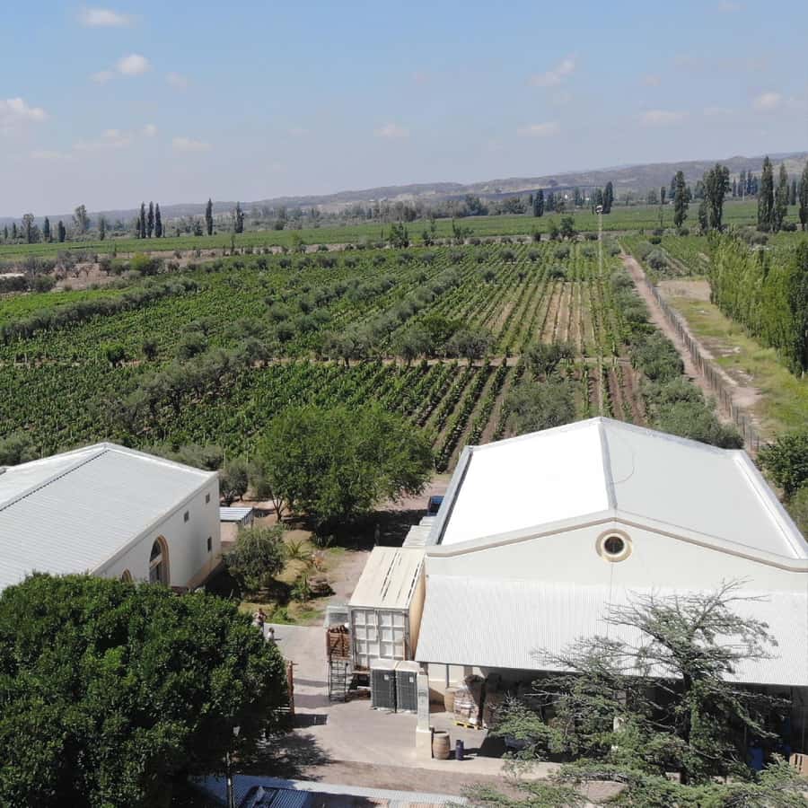 Mendoza: Wine Tasting Tour with Lunch and Private Transport - The Andes views and the feel of the vineyards