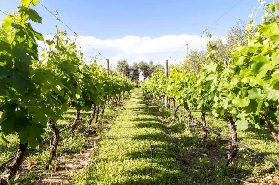 Mendoza: Winebike Tasting Tour with Optional Lunch - La Melessca and the pleasures beyond wine
