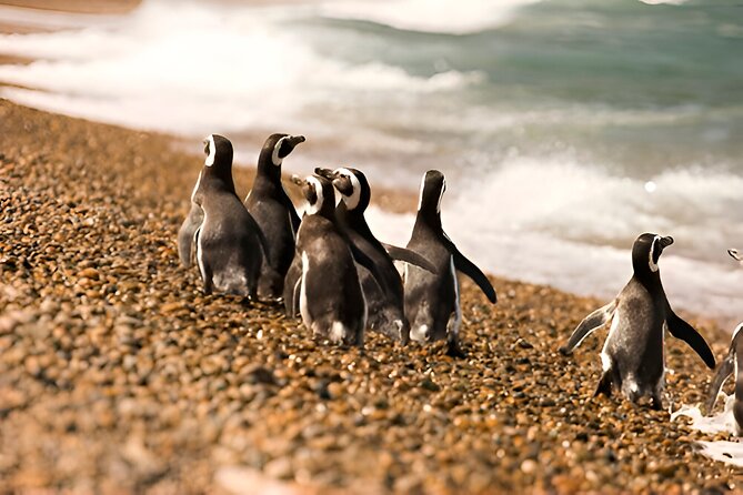 Monte Leon 4x4 Sea Lions and Penguins - Monte León Island and the evening return
