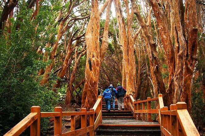 Nahuel Huapi Lake Cruise with Victoria Island and Arrayan Forest Walk - Key points to know before booking