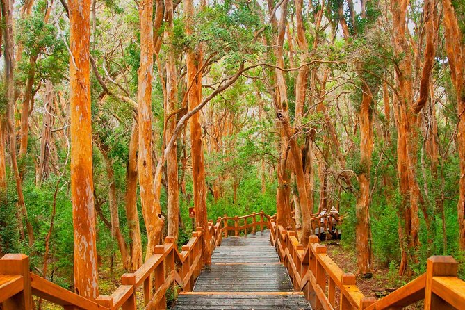 Nahuel Huapi Lake Cruise with Victoria Island and Arrayan Forest Walk - Weather can make or break the day