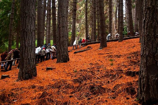 Nahuel Huapi Lake Cruise with Victoria Island and Arrayan Forest Walk - Who will get the most from this excursion?