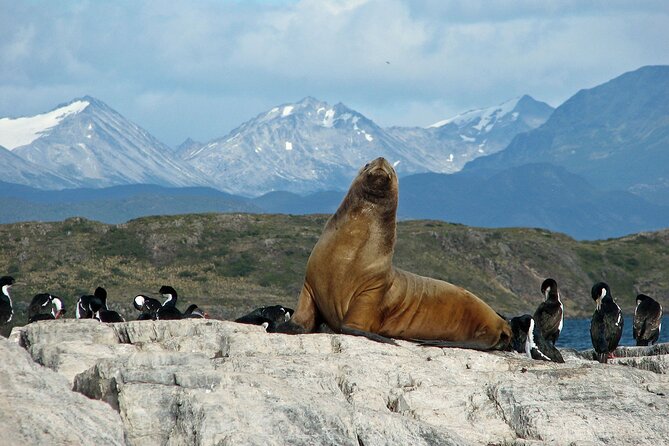 Navigate through the Beagle Channel: Seal, Bird & Penguin Islands - What this Beagle Channel cruise is really like