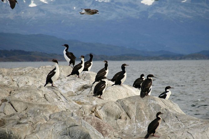 Navigate through the Beagle Channel: Seal, Bird & Penguin Islands - Cormorants and other birds at Los Pájaros Island