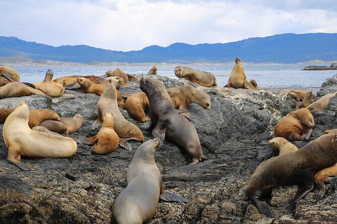 Navigate through the Beagle Channel: Seal, Bird & Penguin Islands - Leaving Ushuaia through the Beagle Channel