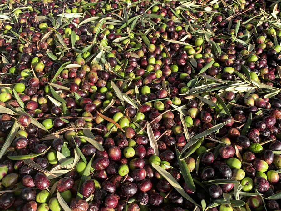 Olive Oil Factory + Wineries + Full Asado Lunch (Full Day) - At a glance: the details that matter
