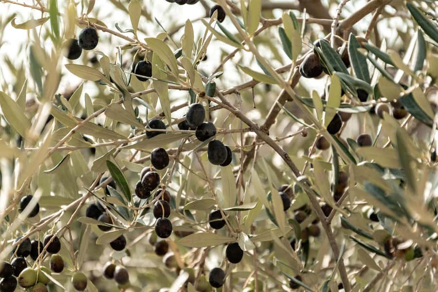 Olive Oil Factory + Wineries + Full Asado Lunch (Full Day) - Should you book the olive oil and asado tour?