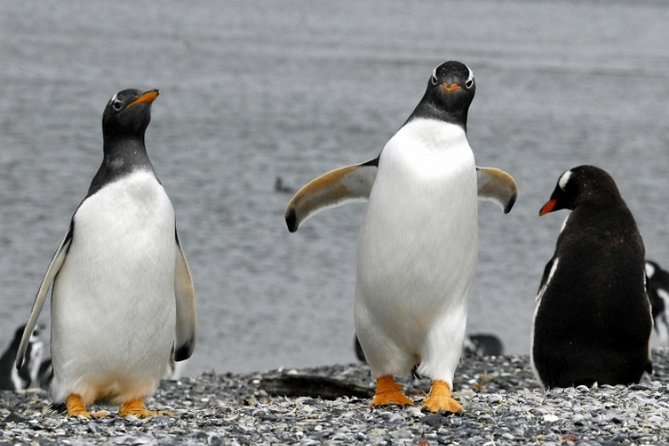Penguin walk in Ushuaia + navigation option - Why Martillo Island is worth the long ride