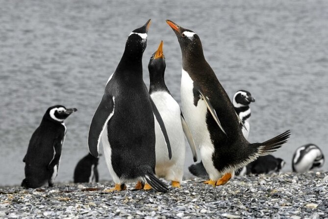 Penguin walk in Ushuaia + navigation option - The boat ride through the Beagle Channel