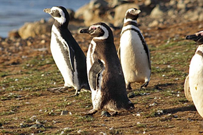 Penguin walk in Ushuaia + navigation option - Starting at the Ushuaia tourist pier