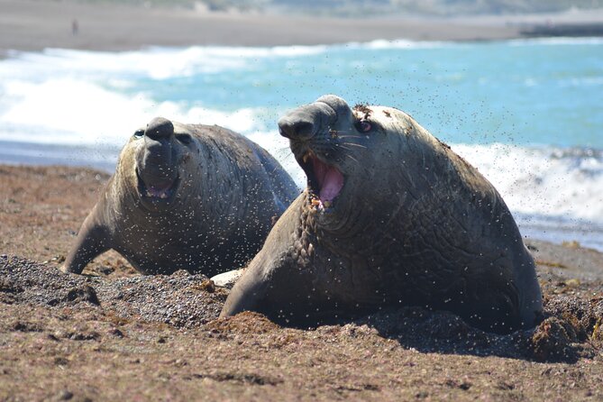 Peninsula Valdés Excursion with Whale Watching Included - A Long Day Into Peninsula Valdés