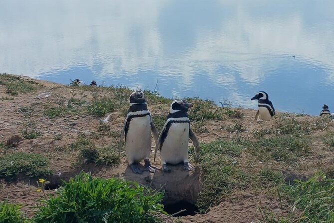 Peninsula Valdés Excursion with Whale Watching Included - Penguins, Orcas, and the Importance of Timing