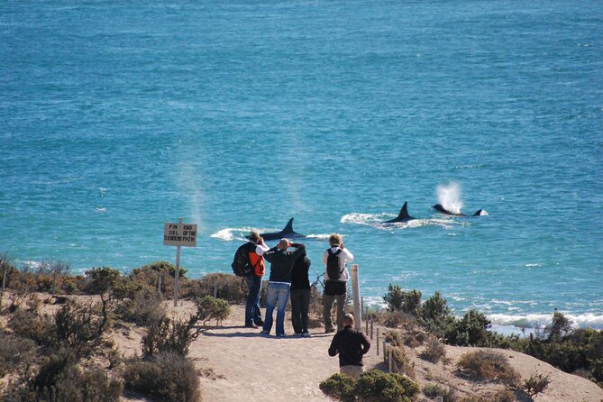 Peninsula Valdés Excursion with Whale Watching Included - What the $210 Price Really Covers