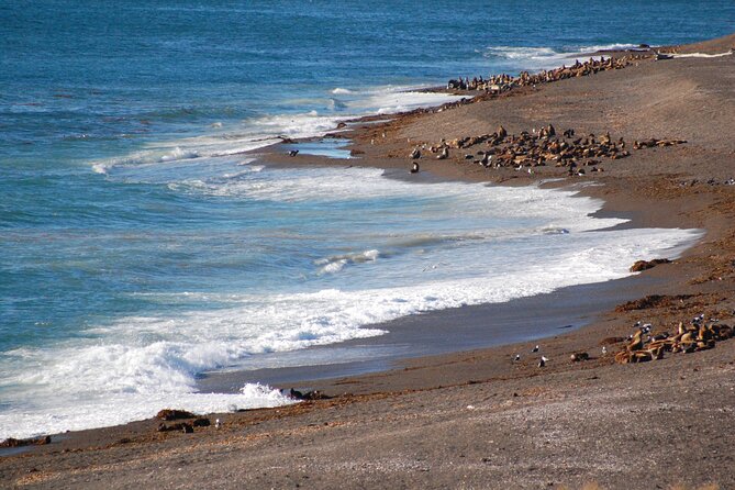 Peninsula Valdés Excursion with Whale Watching Included - Caleta Valdés and Punta Cantor Wildlife Stops