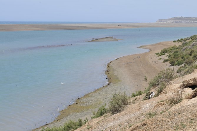 Peninsula Valdes Full Day Tour - Why Peninsula Valdés deserves a full day
