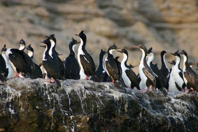 Peninsula Valdes Full Day Tour - Punta Delgada, salt flats, and elephant seals