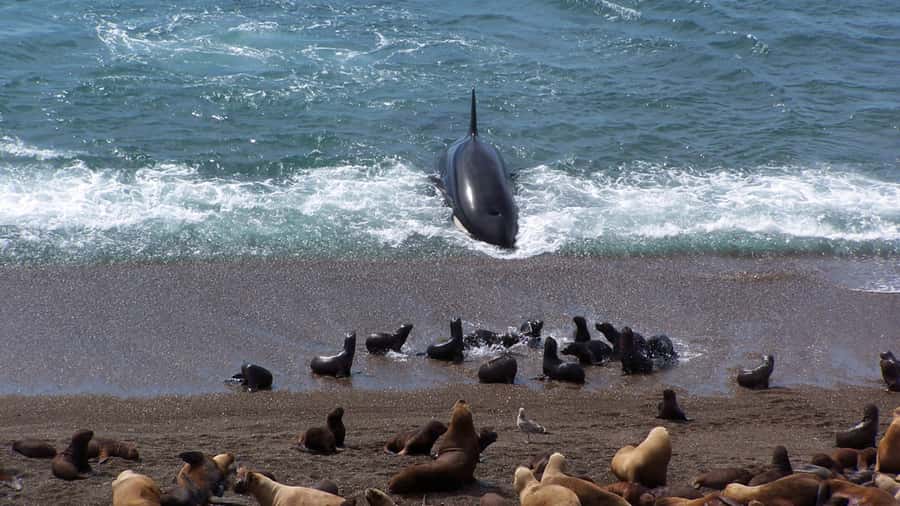Peninsula Valdes: Shore excursion for cruise passengers - What To Bring For A Windy Wildlife Stop