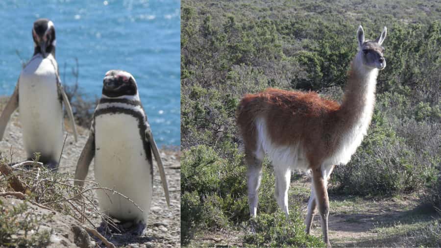 Peninsula Valdes: Shore excursion for cruise passengers - Who Will Enjoy This Tour Most