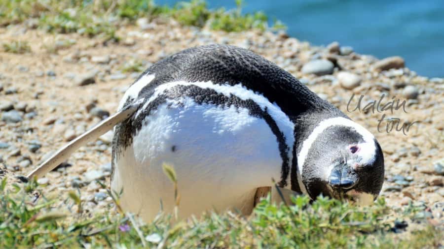 Peninsula Valdes: Shore excursion for cruise passengers - Booking And Cancellation Details