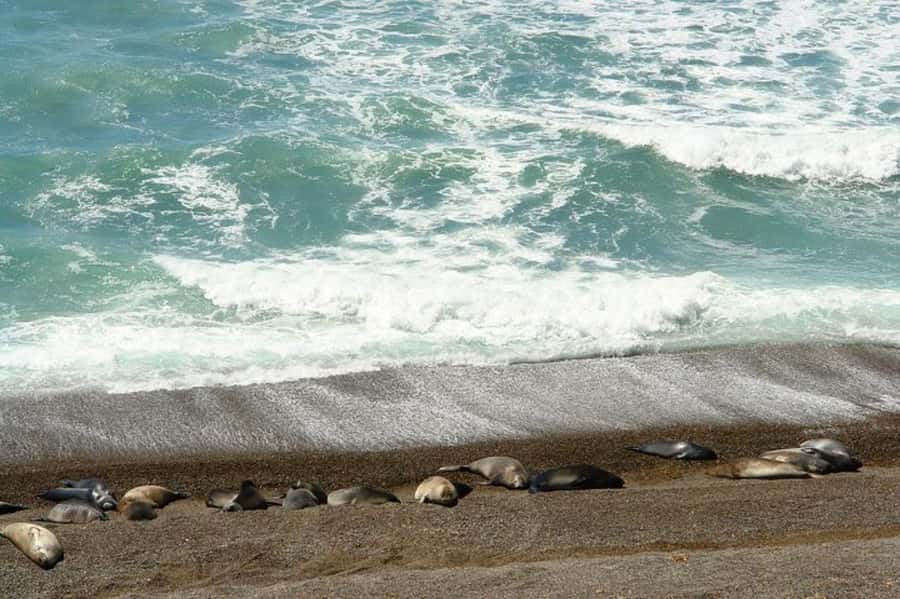 Peninsula Valdes Shore Tour for Cruise Passengers + City - Puerto Pirámides, a small town with a coastal setting