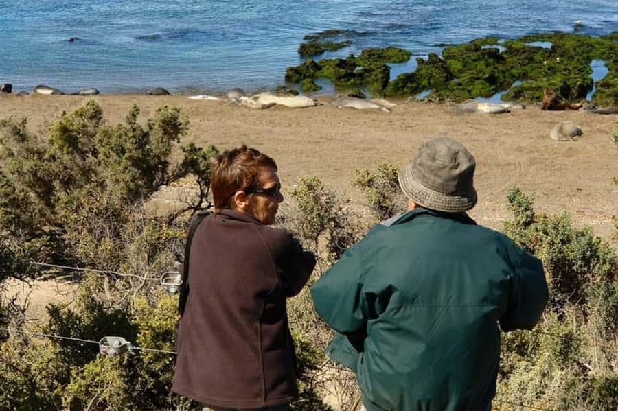 Peninsula Valdes Shore Tour for Cruise Passengers + City - The return to Puerto Madryn