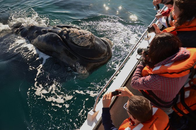 Peninsula Valdes Tour with Optional Whale Watching - Key things to know before booking