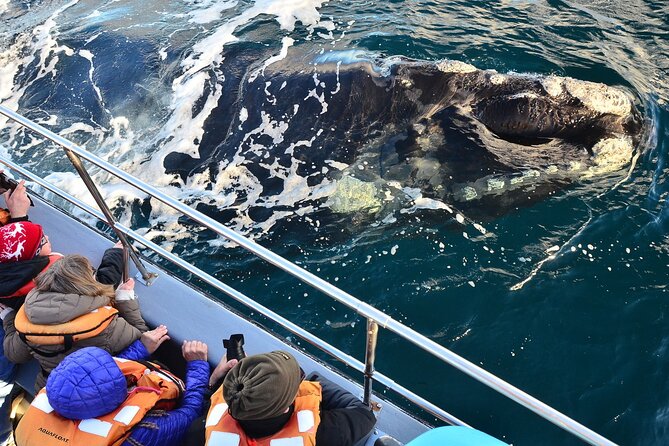 Peninsula Valdes Tour with Optional Whale Watching - Why Peninsula Valdes is worth the long ride