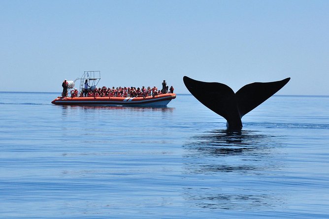 Peninsula Valdes Tour with Optional Whale Watching - How good is the optional whale-watching value?