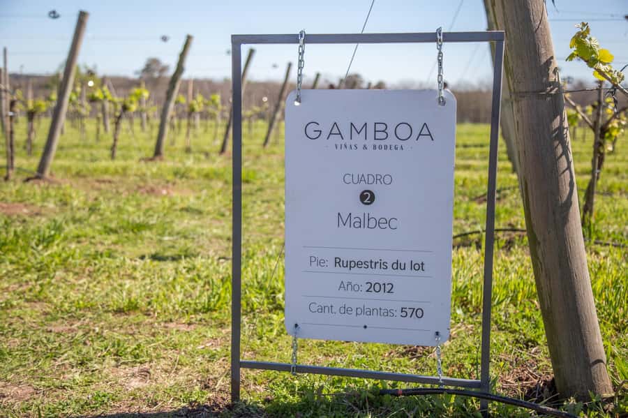 Private Bodega Gamboa Wine Tasting Tour With Lunch - Key points to know before booking