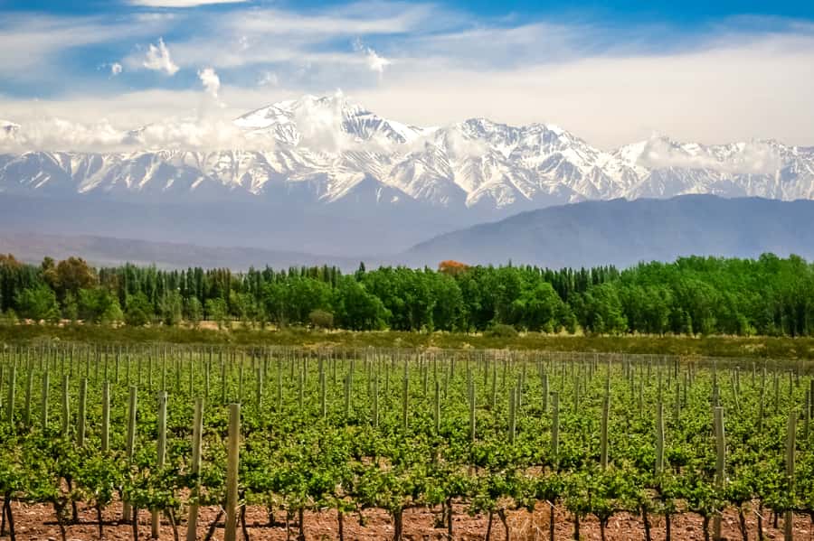 Private Day Mendoza Wineries (Opt Flight from Buenos Aires) - Maipú or Luján de Cuyo: two wine-country settings