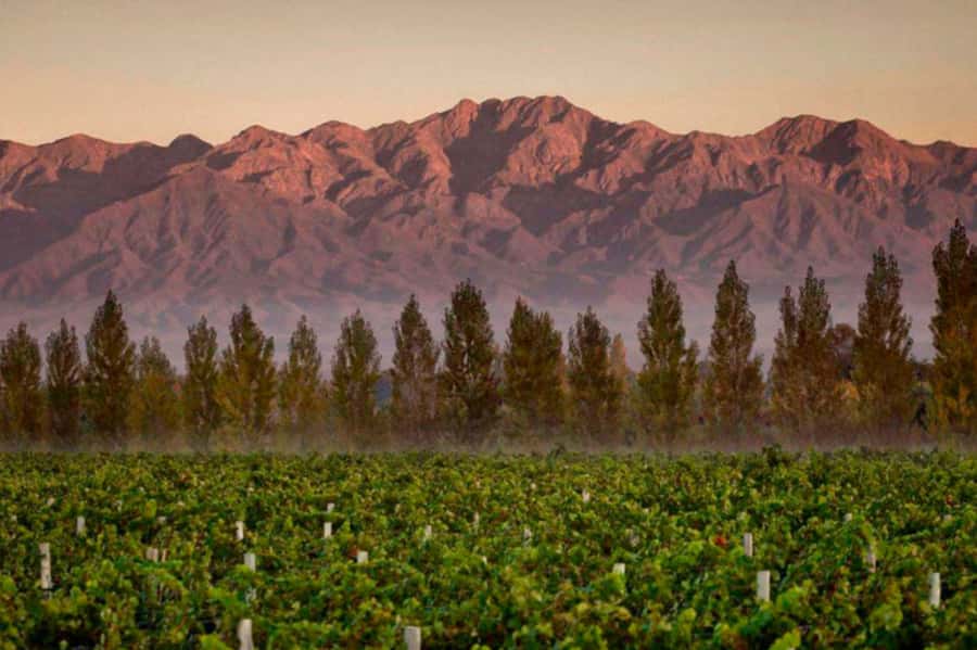 Private Day Mendoza Wineries (Opt Flight from Buenos Aires) - What the private driver adds