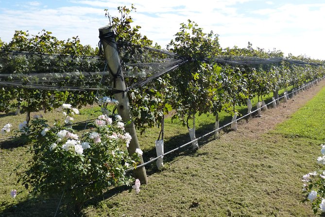 PRIVATE TOUR: Jesuit Museums and Winerys Fullday Tour - What the private vehicle changes