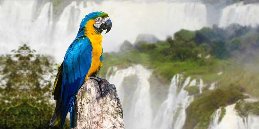 Puerto Iguazu: Iguaza Falls Brazilian Side & Bird Park Tour - The Brazilian park route and its main reward