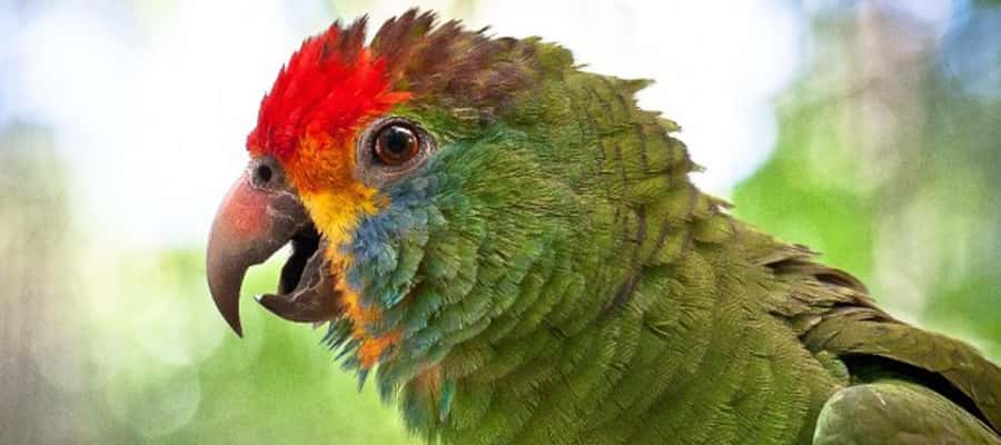 Puerto Iguazu: Iguaza Falls Brazilian Side & Bird Park Tour - The Bird Park, from macaws to butterflies